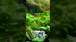 Chili Rasbora fish Aquariumfish Shorts [upl. by Llehcsreh]