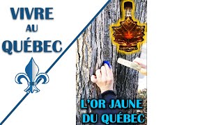 Comment on récolte leau des érables Vivre au Québec [upl. by Ainesej536]