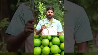 King Batthai Plants  Mosambi Plants  Fruit Plants In Telugu  Ashok Chakra Nursery  Kadiyam Abbai [upl. by Mattias]