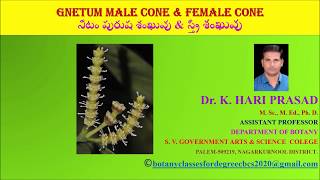 Gnetum Male cone and Female cone in Telugu and English mediumDr Hari Prasad Kante [upl. by Agbogla]