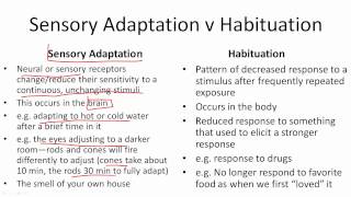 Sensory Adaptation v Habituation [upl. by Stoddard]