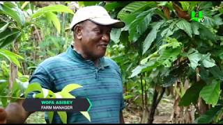 AYEKOO Best Farming Practices in Ghana [upl. by Bethany884]