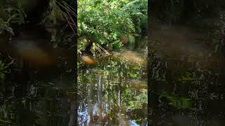 South Brisbane Parklands near Brisbane River brisbane brisbaneriver shorts [upl. by Gavrilla]