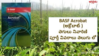 BASF Acrobat Fungicide in Telugu  అక్రోబాట్ తెగులు నివారణి పూర్తీ వివరాలు తెలుగు లో [upl. by Bock]