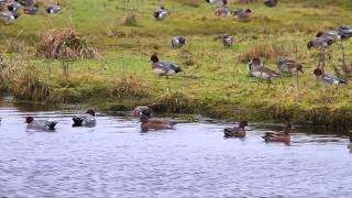 Migrateurs des Marais du Cotentin et du Bessin  ENVOL N°4 [upl. by Kaule]