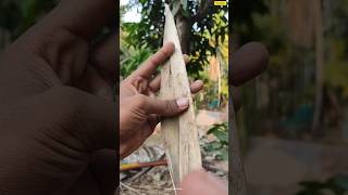 ഓല ഉണ്ടോ വീട്ടിൽ  COCONUT OLA 🌴malayalam craft [upl. by Nehr853]