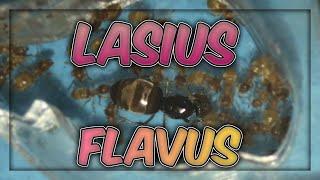 Lasius Flavus Colony ants Antkeeping Insects [upl. by Ennire69]