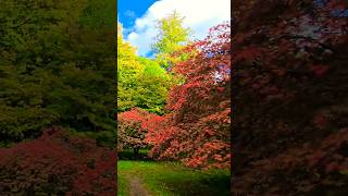 Autumn Colours at Westonbirt The National Arboretum Forestry England UK OutdoorsWithFamily [upl. by Naujad]