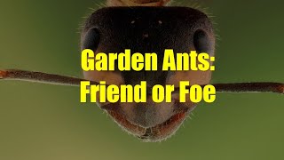 Ants in the Garden Friend or Foe [upl. by Hastie]