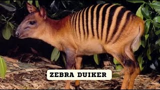 Zebra Duiker [upl. by Akcired831]