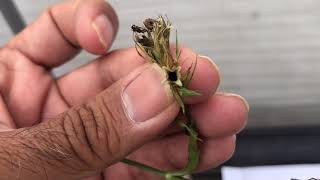 Collecting Sweet William Seeds from Flowers English [upl. by Nolyak]