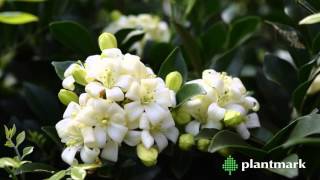 Murraya paniculta Orange Jessamine at Plantmark Wholesale Nurseries [upl. by Ophelia]