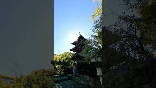 A clear fall day at Shinnyodo temple in Kyoto autumn temple kyoto japan travel [upl. by Khoury]