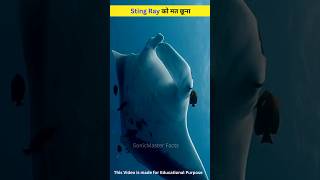 Sting Ray को मत छूना shorts [upl. by Leela]