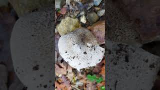 Tricholoma pardinum [upl. by Burnett]