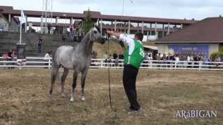 Caballos árabes en Silleda 2013 Campeonatos Junior [upl. by Aleksandr]