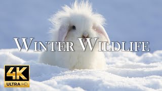 4K 11 Hours Of Animals In Winter Wonderland And Soothing Music for Relaxation  Heart Music [upl. by Biggs]