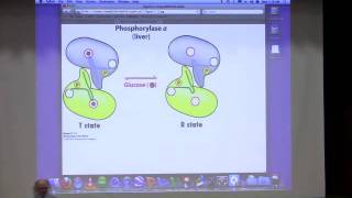 Kevin Aherns BiteSized Biochemistry 25  Glycogen Metabolism [upl. by Bej]