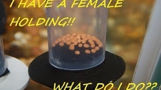 How to breed African Cichlids part 6 quotWhat to do when a female is holdingquot [upl. by Olumor]