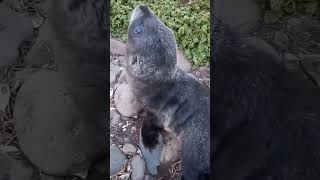 Guy comes across a curious baby fur seal on the Kerguelen Islands trending nature naturelovers [upl. by Behrens970]