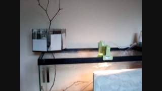 ForagingNesting Enrichment The Ant Mirror Penthouse Myrmica rubra HD [upl. by Reema132]