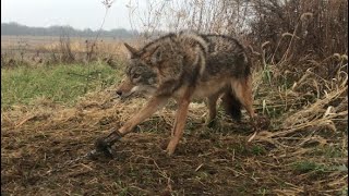 Coyote Trapping STRAWHAY SET [upl. by Ruth]