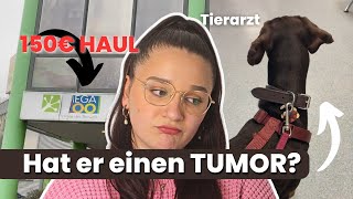 TIERARZTTERMIN mit DOBERMANN Junghund  150€ MegaZoo HAUL  Vlogmas Tag 2 [upl. by Atsilac]