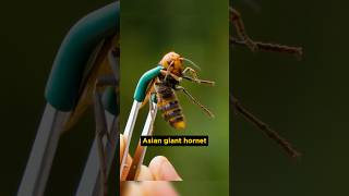 Is Asian giant hornet dangerous part 2  shortvideo shorts facts ytshorts [upl. by Jandel]