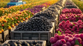 How to Harvest Millions of Ripe Raspberries Growing and Harvesting  Farming Documentary [upl. by Olethea]