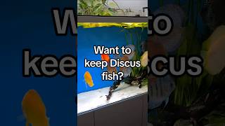 Discus Fish The Ultimate Guide to a Successful Aquarium Setup [upl. by Clementis]