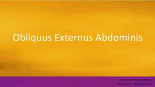 Pronunciation of the words quotObliquus Externus Abdominisquot [upl. by Toshiko]