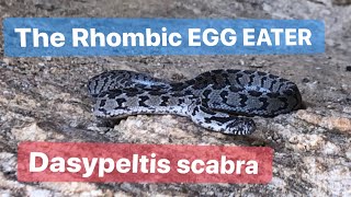 The Rhombic Egg eater Dasypeltis scabra  Herping South Africa [upl. by Carnay]