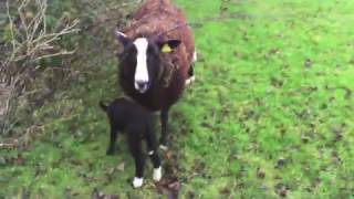 Ewe Stuck in the Brambles [upl. by Doug599]