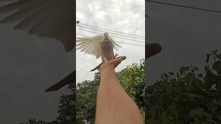 Kabootar ki video ❤️ Pigeon video  Kabootar video 🔥 shorts pigeon [upl. by Katrine]