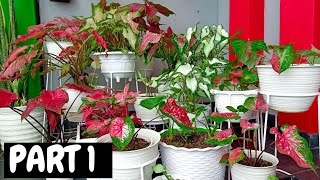 17 JENIS KELADI HIAS  17 KINDS OF CALADIUM PLANTS PART 1 ENG SUB [upl. by Htebzile]