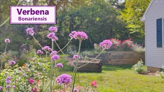 The incredible bloom power of Verbena bonariensis [upl. by Anoo]