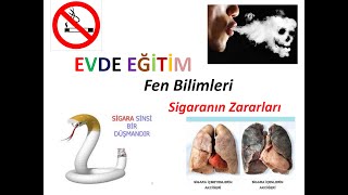 4SINIF FEN BİLİMLERİ SİGARANIN ZARARLARI [upl. by Annekam]