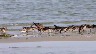 Hudsonian Godwit Monomoy NWR August 2024 HD 1080p [upl. by Ajet]