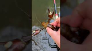 Catching crawfish in creek ￼ [upl. by Nolly]