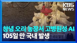 창녕 오리 농장서 고병원성 AI…105일 만 국내 발생  KBS 20240524 [upl. by Jonette664]