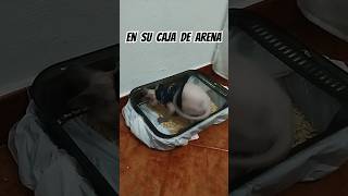 Josefa en su caja de arena cat sphynx kitten gato michis michimemes memes humor comedy pet [upl. by Jo-Anne]