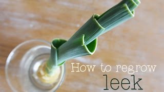 How to regrow leek Tutorial to show you how to re grow a leek [upl. by Okwu313]