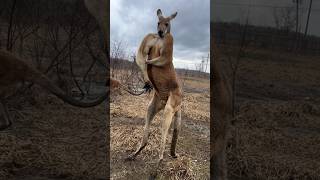 Ohh 😯 Kangaroo 🦘 Stand allah kangaroo shorts [upl. by Afrikah261]