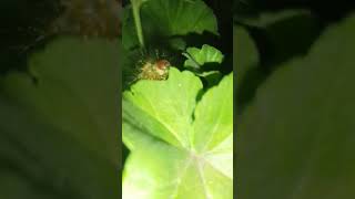 Jimmy comiendo planta [upl. by Erdne]