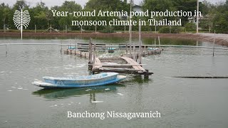 Yearround Artemia pond production in monsoon climate in Thailand [upl. by Udall]