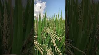 Paddy rice tree rice field [upl. by Hiro]