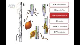 Aula 3 Relações Patógeno Fitonematóides  Hospedeiro 13 [upl. by Bik]