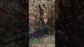 I met a friendly dog at the Red Rocket fallout4 [upl. by Tnilk]