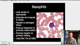 Granulocytes and Agranulocytes [upl. by Felicia]