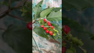 Rivina humilis BloodberryCây diệp sơn Rì việt [upl. by Notselrahc219]